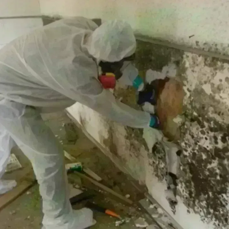 Mold Remediation and Removal in Orem, UT